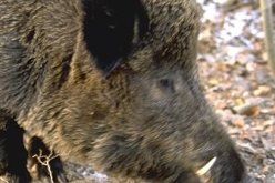 نص امتحان يصف الإسرائليين بالخنازير