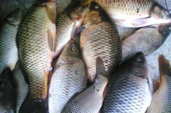 الوزارة أطلقت برنامجا علميا لدراسة أسباب نقص وغلاء السردين في الجزائر