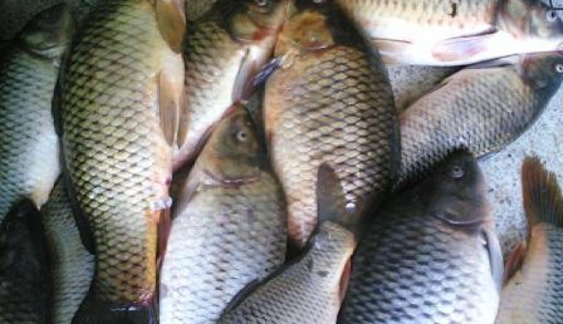 تأجيل محاكمة المتهمين في قضية الصيد غير الشرعي لسمك التونة الاحمر بعنابة