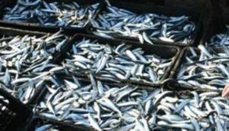 تيزي وزو تنتج أزيد من 1100 طنا من الموارد الصيدية