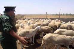 تفكيك عصابة لسرقة المواشي في سوق أهراس