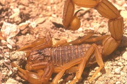 أكثر من 500 لسعة عقرب بالأغواط في السداسي الأول للسنة الجارية…بعد المسافات يؤهل الحلول التقليدية لمعالجة السم بدل الوسائل الطبية