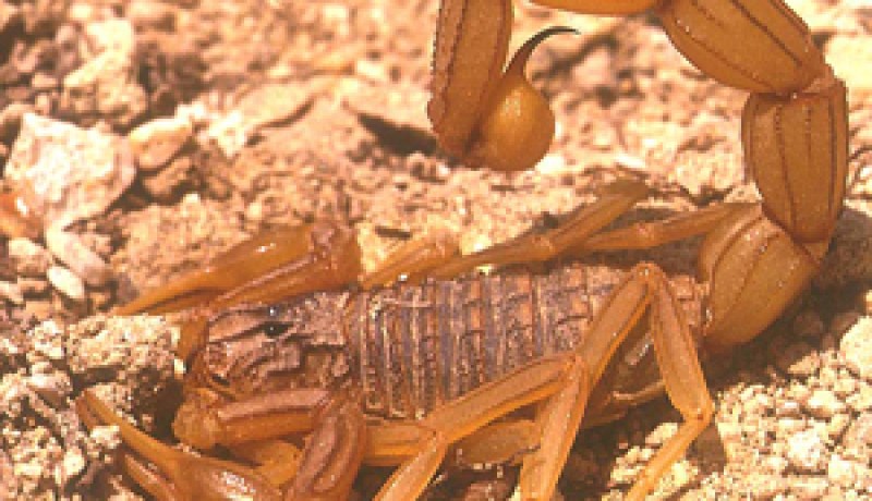 أكثر من 500 لسعة عقرب بالأغواط في السداسي الأول للسنة الجارية…بعد المسافات يؤهل الحلول التقليدية لمعالجة السم بدل الوسائل الطبية