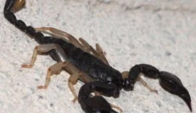 عائلات جزائرية تقطع الأرحام، تغضب الله وتجعل من الميراث همها الوحيد