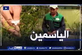 نبتة الياسمين وكيفية العناية بها ..