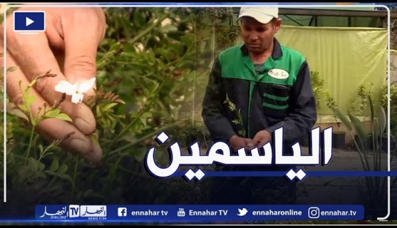 نبتة الياسمين وكيفية العناية بها ..