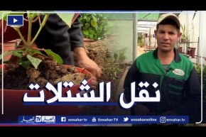 كيفية نقل الشتلات من أصيص صغير إلى أصيص كبير