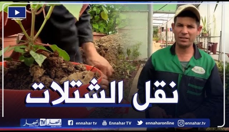 كيفية نقل الشتلات من أصيص صغير إلى أصيص كبير