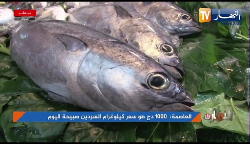 العاصمة: السردين يرتفع إلى 1000دج للكيلوغرام