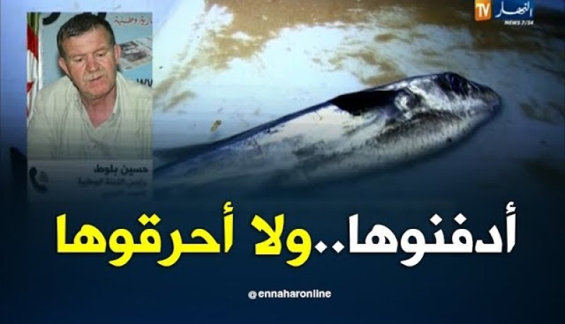 اللجنة الوطنية للصيد البحري/ “سمكة الأرنب أصلها من مصر وهي قاتلة..يجب حرقها أو دفنها”