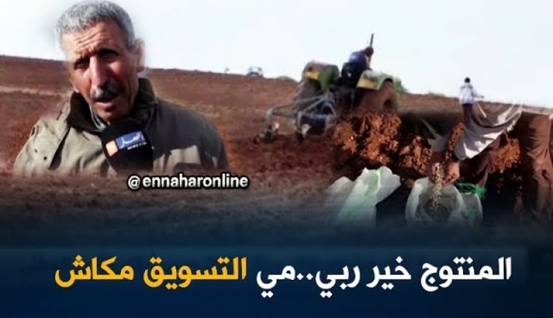 تلمسان: البقوليات..زراعة رائدة رغم غياب التسويق