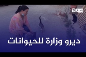 سامية طبوش: الحيوانات فئة من المجتمع..لازم وزارة خاصة بهم لحمايتهم