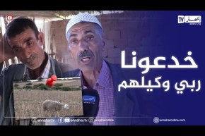 “عين الدفلى: سرقة 75 رأس غنم بدواوير المخاطرية وتاشتة زوقاعة..”ربي ماعطانيش الدراري هوما ولادي