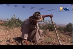غليزان: لخضر سعادة.. شاب يحول أرضا مهجورة إلى منتجة
