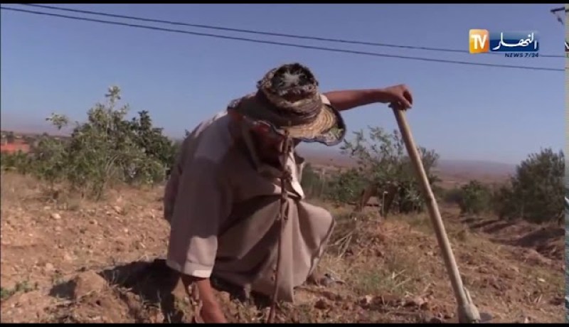 غليزان: لخضر سعادة.. شاب يحول أرضا مهجورة إلى منتجة