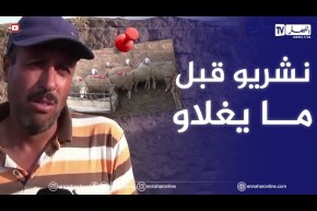 عين تموشنت: تجنبا للغلاء.. يوسف وأحمد يفضلان إقتناء الأضاحي من الإسطبل مبكرا