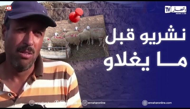 عين تموشنت: تجنبا للغلاء.. يوسف وأحمد يفضلان إقتناء الأضاحي من الإسطبل مبكرا