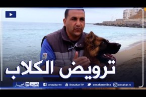 الأساليب المستخدمة في تدريب وترويض الكلاب