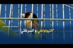 التيواواطي والسرفاتي..ألحان تطرب المهوُوسين بطائر الحسون “المقنين”