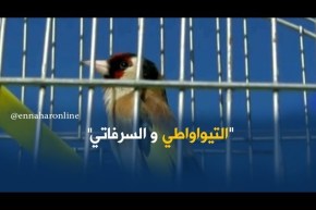 التيواواطي والسرفاتي..ألحان تطرب المهوُوسين بطائر الحسون “المقنين”