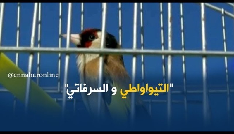 التيواواطي والسرفاتي..ألحان تطرب المهوُوسين بطائر الحسون “المقنين”