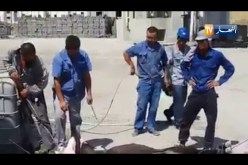 رعايا صينيون يذبحون حمارا في ّإحدى الورشات بتيزي وزو !!