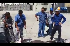 رعايا صينيون يذبحون حمارا في ّإحدى الورشات بتيزي وزو !!