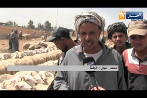 الجلفة: أسعار ملتهبـ.ـة لأضاحي العيد.. والموالون يبررون الغلاء بأزمـ.ـة الأعلاف والجفاف