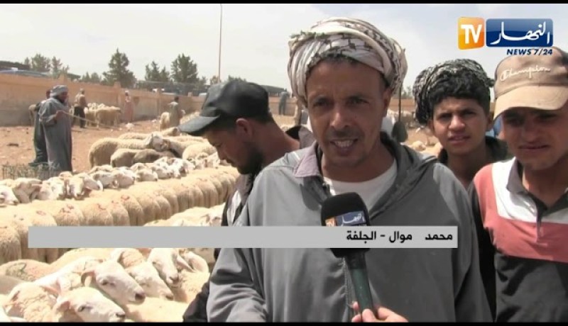 الجلفة: أسعار ملتهبـ.ـة لأضاحي العيد.. والموالون يبررون الغلاء بأزمـ.ـة الأعلاف والجفاف