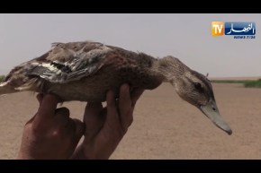 أم البواقي: في ظل الجفاف و الحر .. مخطط لإنقاذ صغار الطيور المائية من الموت البطيىء