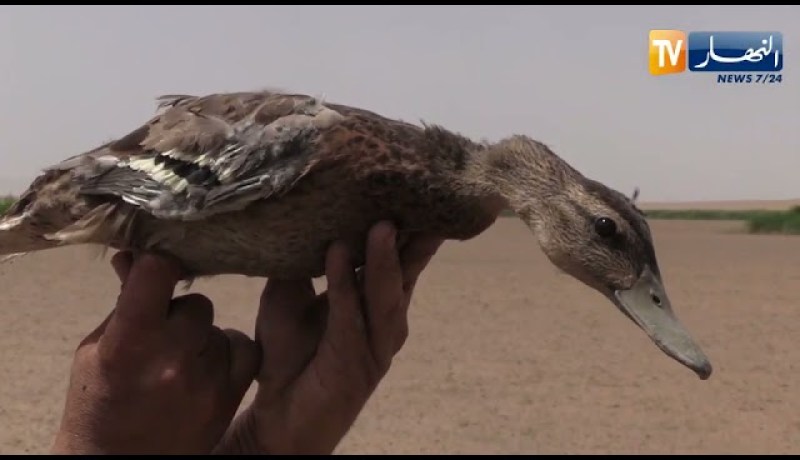 أم البواقي: في ظل الجفاف و الحر .. مخطط لإنقاذ صغار الطيور المائية من الموت البطيىء