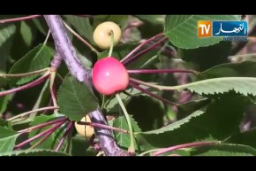 تيزي وزو: قرية آث علاوة بإيبودراران.. منطقة خلابة تجسد الفلاحة الجبلية الحقيقية رغم العراقيل