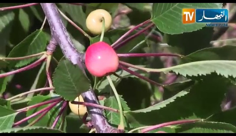 تيزي وزو: قرية آث علاوة بإيبودراران.. منطقة خلابة تجسد الفلاحة الجبلية الحقيقية رغم العراقيل