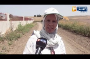 ميلة : تأجيل إنطلاق موسم حصاد السلجم الزيتي بسبب الرطوبة المرتفعة