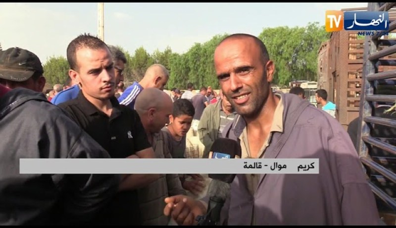 قالمة: إلتهاب أسعار المواشي.. الموالون يبررون