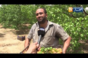 باتنة: تراجع في الإنتاج وأسعار مقبولة مع إنطلاق حملة جني المشمش