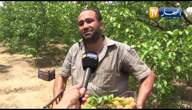 باتنة: تراجع في الإنتاج وأسعار مقبولة مع إنطلاق حملة جني المشمش