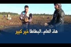 غليزان: موسم إستثنائي ناجح في إنتاج الباطاطا غير موسمية