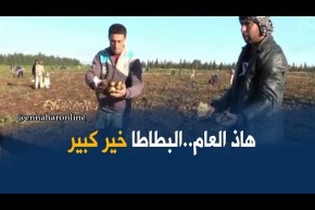 غليزان: موسم إستثنائي ناجح في إنتاج الباطاطا غير موسمية