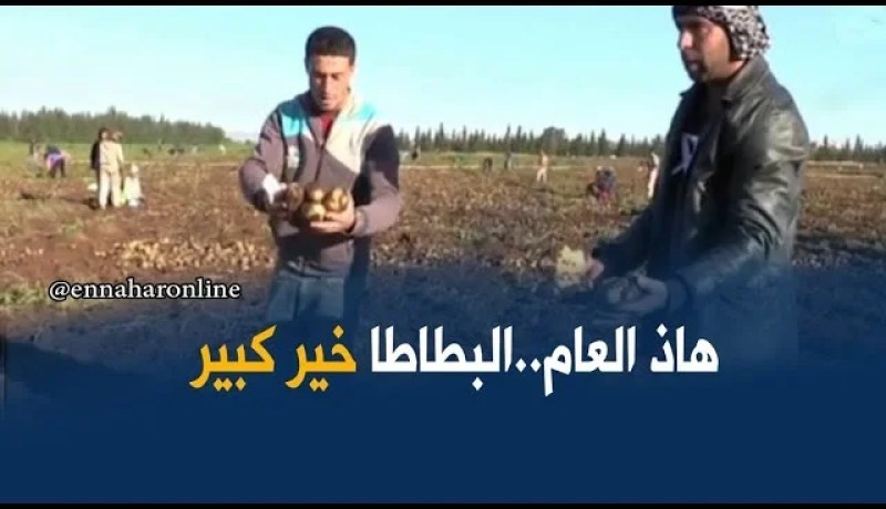 غليزان: موسم إستثنائي ناجح في إنتاج الباطاطا غير موسمية