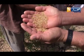 غليزان: الدخن البلدي..  زراعة ناجحة وبديلة للقمح اللين