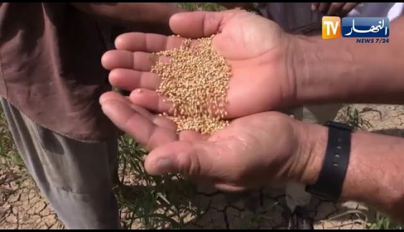 غليزان: الدخن البلدي..  زراعة ناجحة وبديلة للقمح اللين