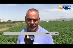 الطارف: شح مياه السقي ينعكس سلبا على شعبة الطماطم وتوقعات بتراجع الإنتاج