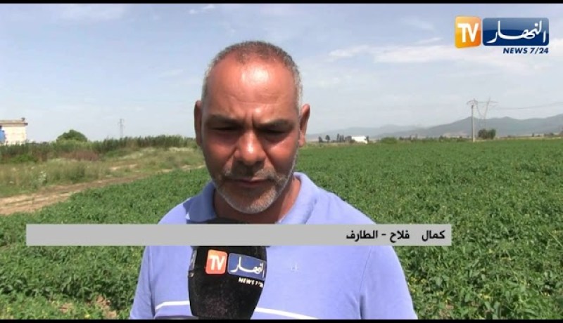 الطارف: شح مياه السقي ينعكس سلبا على شعبة الطماطم وتوقعات بتراجع الإنتاج