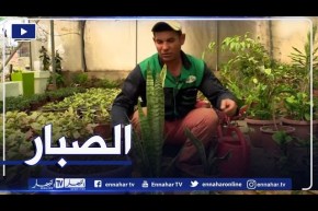 كيفية غرس نبتة الصبار وطرق العناية بها