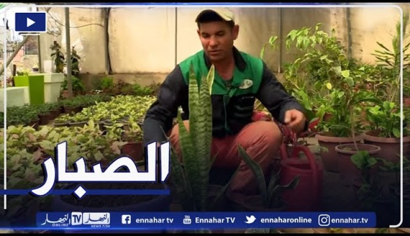 كيفية غرس نبتة الصبار وطرق العناية بها