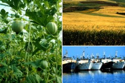 إعداد مشروع قانون للأمن الغذائي لأول مرة في الهند