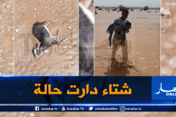 انقطاع الكهرباء والاتصالات ونفوق رؤوس الماشية بسبب أمطار طوفانية في إليزي