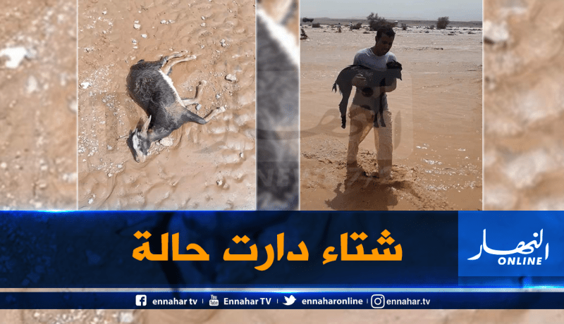 انقطاع الكهرباء والاتصالات ونفوق رؤوس الماشية بسبب أمطار طوفانية في إليزي