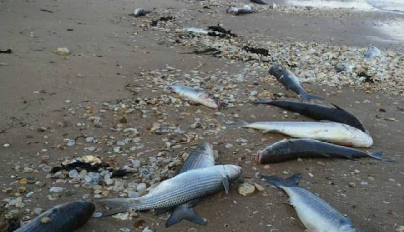 نفوق أسماك وادي سيبوس بشبيطة مختار في الطارف